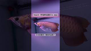 TRACY-特瑞斯超龍王 S-MAX    #水族館 #龍魚 #紅龍 #血紅龍 #大型魚 #TRACY特瑞斯 #WALTER瓦爾特 #水族精品 #超龍王