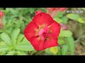 grafted adenium plants online sale adenium combo low price desert rose