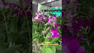 Only WhatsApp to order#onlinesale #orchidcollection #dendrobium #gardening #plants