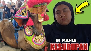 Atraksi kuda renggong ngamuk - Kesurupan