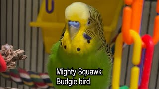 Mighty Squawk Budgie Bird! - Boba the Budgie - Talking Parakeet