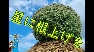 「カッコよく育てる塊根植物」第20話