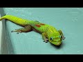 GREEN ANTICS | Gold Dust Day Gecko | Short film shot on iPhone