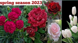 Easiest way to grow Garden | Small space gardening| Roses