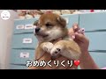 【豆柴犬】可愛い赤ちゃんがはじめてのシャンプーをしました！まめしば亭ブログvlog