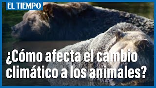 ¿Cómo afecta el cambio climático a los animales?