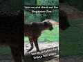 Up close and personal with the Cheetah - Singapore Zoo #Shorts Trailer