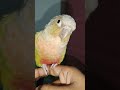 adorable pineapple conure