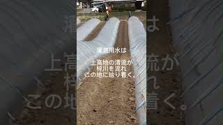 灌漑用水の通水　上高地の清流が梓川を流れこの地に辿り着く