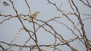 Zitting Cisticola - calling