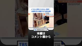 イスから降りられない柴犬　6歳男児の素敵すぎる救出劇｜TBS NEWS DIG #shorts