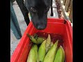 GUNNER THE SHEBOYGAN CORN DAWG+💪🦄🤳 #fypシ #fun #fun #smile #funny #dog #comedy