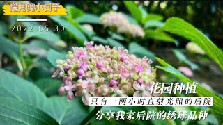 院子养花：花园种植！分享只有一两小时直射光照的后院的绣球品种！隐月的小日子