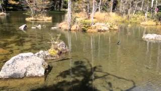 Ducks in Myojin Pond, Kamikochi, Nagano