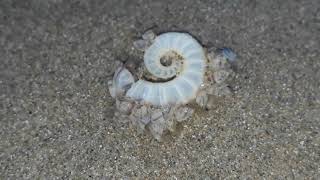 Goose barnacles (Lepas pectinata) feeding on Ram's Horn Squid PLUS a nudibranch (Glaucus)