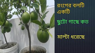 টবে মাল্টা চাষ পদ্ধতি ছাদ বাগানে মাল্টা চাষ