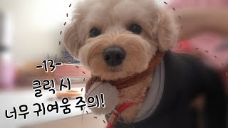 [말티푸VLOG] ⚠️주의⚠️ 호두가 너무 귀여움!