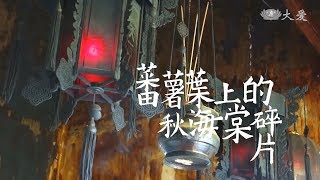 【小主播看天下WOW】20180426 - 蕃薯葉上的秋海棠碎片