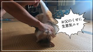 5歳になってもプロレスごっこで遊びたい娘猫