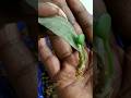 Kalanchoe single leaf propagation #shorts