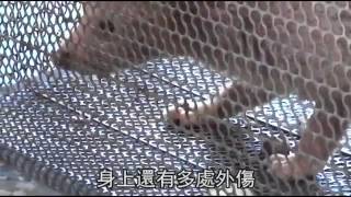 罕見野生動物出沒 白色皮毛超亮眼--蘋果日報 20140630