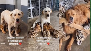 🐕 2 dog moms who raised orphaned tiger cubs as their own..