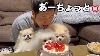 パパの誕生日のお祝いよりケーキが食べたいポメラニアン