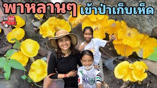 เก็บเห็ดมันปู ที่นี่บุรีรัมย์ ประเทศไทย แทบไม่น่าเชื่อ เห็ดล้นป่า ชาวบ้านเก็บขายเป็นอาชีพหลักกันจ้า