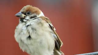 麻雀亞成鳥  想睡覺 sub-adult sparrow was snoozing on the fence.スズメ