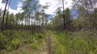 Hiking The Unmarked Trails in Richloam WMA