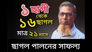 এক ছাগি থেকে ১৬ছাগল মাত্র ২১ মাসে। ইউনুস আলী। Karu Kabbo bd