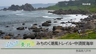 浜を彩る高山植物＜ぷらっと東北（12）「みちのく潮風トレイル・中須賀海岸」（青森県八戸市）＞