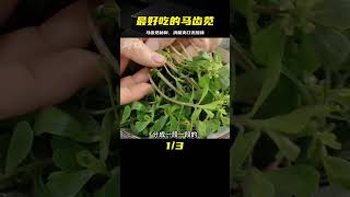 吃了半輩子馬齒莧，找到了最好的做法，清脆爽口鮮香，無酸味 #美食 #做飯 #中餐 #家常菜 #菜譜