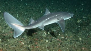 Facts: The Spiny Dogfish