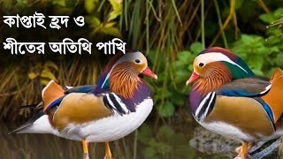 কাপ্তাই হ্রদে শীতের অতিথি পাখি || পরিযায়ী পাখি || তথ্যচিত্র ||  Documentary ||