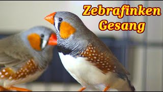 Zebrafinken Gesang - Zebrafinken Singt