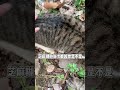 楼下老板养了小猫咪抓老鼠，这闪现的功夫一定很能干活 关爱流浪猫 貓咪 cat shorts