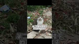 楼下老板养了小猫咪抓老鼠，这闪现的功夫一定很能干活#关爱流浪猫 #貓咪 #cat#shorts