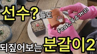 몸살 노노~자리를 빨리? 잡는 분갈이~ 리톱스, 코노피튬 #부르게리