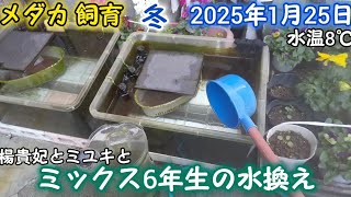 メダカ 冬 屋外 1月25日 ミックス6年生 水換え 楊貴妃とミユキのお世話 めだか 飼育 越冬 餌やり ペットボトル足し水 屋内 加温