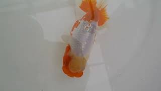 【管理魚　二歳らんちゅう】美しい柄の更紗　約１3ｃｍ　メス？