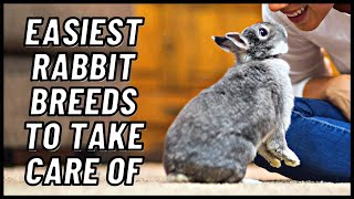 Easiest Rabbit Breeds to Take Care Of