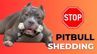 آیا پیتبول ها ریخته می شوند؟ 🐾 مدیریت ریختن PitBull خود