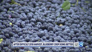 South Haven farmers welcome blueberry bumper crop