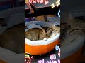 三隻小貓咪三個表情可愛傻樣子three kittens with cute and silly expressionかわいくておどけた表情の3匹の子猫 family fun pet love cats