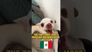 The Top 3 MOST POPULAR Dog Breeds In Mexico 🇲🇽￼