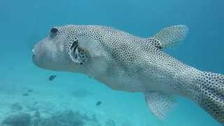 Swim with Giant Pufferfish