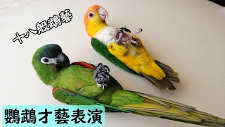 【屈原之天下鳥事】鸚鵡才藝表演！主人與鳥寶生活十八般鵡藝