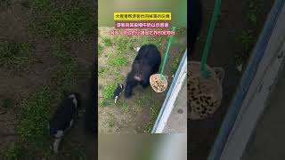 #暖心一幕 友爱的一幕！大猩猩帮游客捡回掉落的玩偶，游客送牛奶作为谢礼😊😊#shortsvideo #大猩猩 #可爱 #社会百态