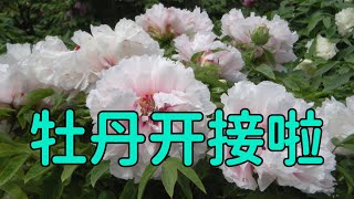 青石话牡丹芍药   牡丹嫁接季节又来啦！  The tree peony grafting season is here again